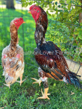 indio gigante for sale from feather lover farms