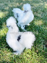 Paint Silkie Chicken For Sale From Feather Lover Farms