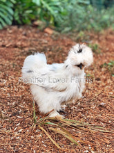 Paint Silkie Chicken