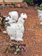 Paint Silkie Chicken Feather Lover Farms