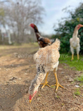 indio gigante hen