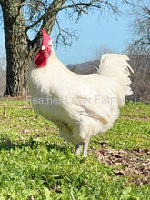 french white bresse rooster