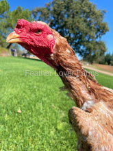indio gigante chicken