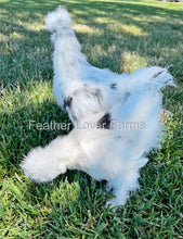 Paint Silkie Chickens For Sale From Feather Lover Farms