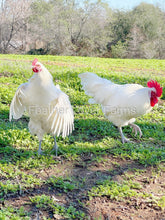 french white bresse chicken