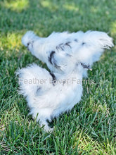 Paint Silkie Chicken For Sale From Feather Lover Farms