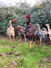 indio gigante rooster