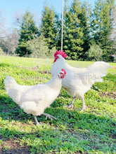 french white bresse chicken