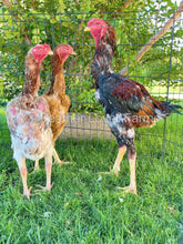 indio gigante chicken