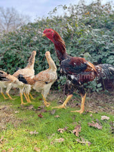 indio gigante rooster
