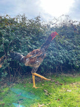 indio gigante rooster