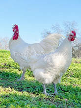 french white bresse for sale