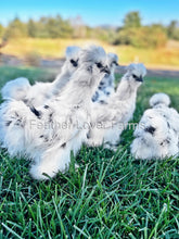 Paint Silkie Chicken