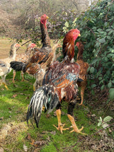 indio gigante rooster