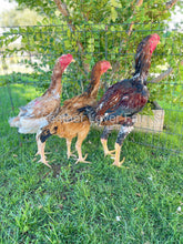 indio gigante chicken