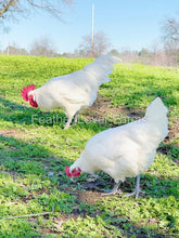 french white bresse chickens