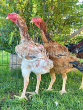 indio gigante hen