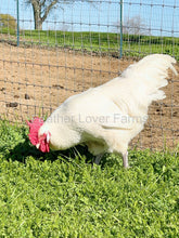french white bresse rooster