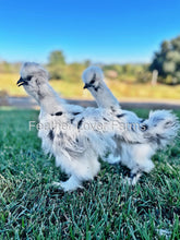 Paint Silkie Chicken