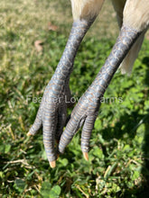 french white bresse blue legs