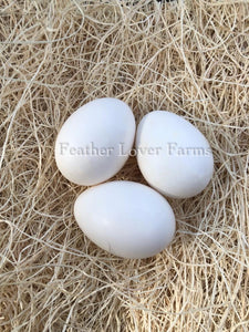 Buff Laced Frizzle & Smooth Polish Hatching Eggs For Sale At Feather Lover Farms