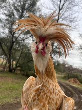 Buff Laced Frizzle & Smooth Polish Chicken For Sale At Feather Lover Farms