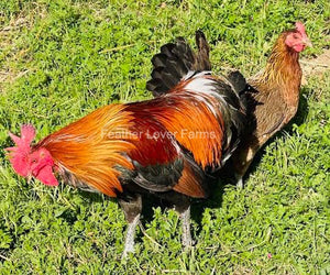 Ayam Ketawa "Laughing Chicken" Rooster & Hen From Feather Lover Farms