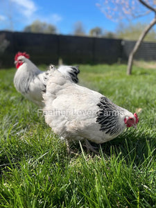Light Sussex Rooster & Hen From Feather Lover Farms