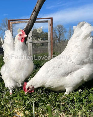 French White Marans Hens From Feather Lover Farms