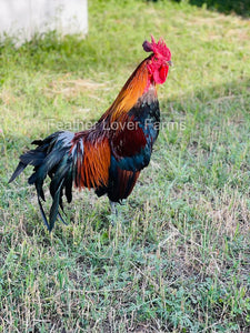 Ayam Ketawa "Laughing Chicken" Rooster From Feather Lover Farms