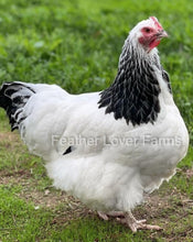 Light Sussex Hen From Feather Lover Farms