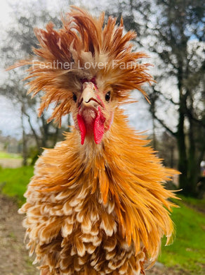 Buff Laced Frizzle & Smooth Polish Chicken For Sale At Feather Lover Farms
