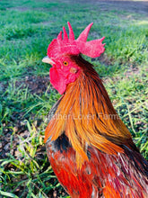 Ayam Ketawa "Laughing Chicken" Rooster  From Feather Lover Farms