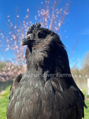 Black Fibro Easter Egger Hen From Feather Lover Farms