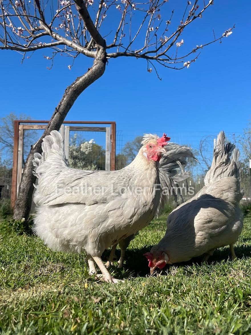 Opal Legbar Hens From Feather Lover Farms