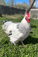 Light Sussex Rooster From Feather Lover Farms