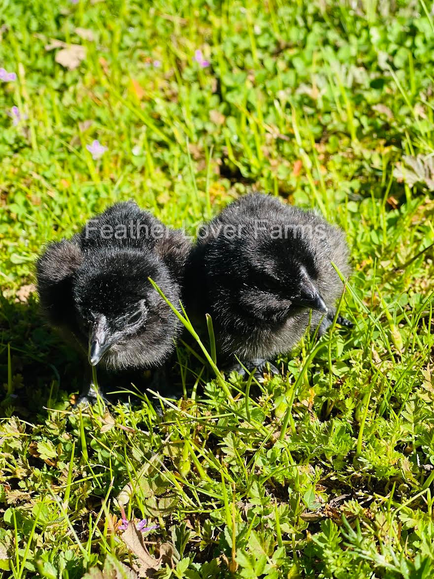 Black Fibro Easter Egger Chicks For Sale Feather Lover Farms Black fibro easter egger chicks for sale feather lover farms