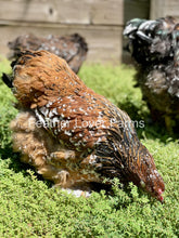 Porcelain Brahma chick from Feather Lover Farms, European import, showing fluffy white feathers and small yellow beak.