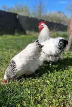 Light Sussex Pair From Feather Lover Farms