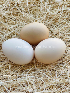 Feather Lover Farms Indio Gigante "World's Tallest Chicken" Hatching Eggs