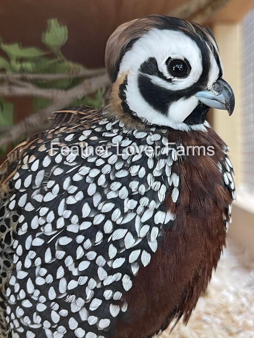 Mearns Quail For Sale at Feather Lover Farms 