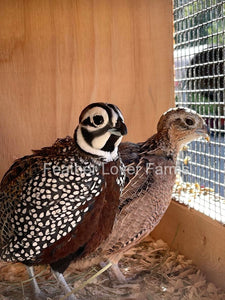 Mearns Quail Pair For Sale at Feather Lover Farms