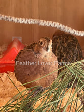Mearns / Montezuma Quail Pair For Sale at Feather Lover Farms