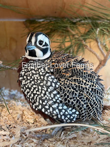 Mearns / Montezuma Quail Pair For Sale at Feather Lover Farms