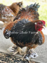 Show quality porcelain Brahma chick, European import, unsexed, with soft down feathers and distinctive large body size.