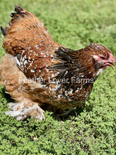 Show quality porcelain Brahma chick from Feather Lover Farms, European import, unsexed, with fluffy white feathers and small beak.