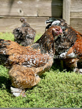 Show quality unsexed porcelain Brahma chick from Feather Lover Farms, European import with distinctive feathering and sturdy build.