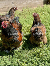 Show quality unsexed porcelain Brahma chick from Feather Lover Farms, European import with distinctive feathering and compact body.