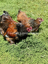 Porcelain Brahma show-quality unsexed chick from Feather Lover Farms, European import, featuring white porcelain-colored feathers.