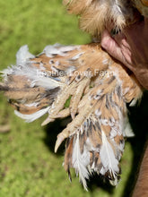Show quality Porcelain Brahma chick from Feather Lover Farms, European import, unsexed, with soft white feathers and small comb.